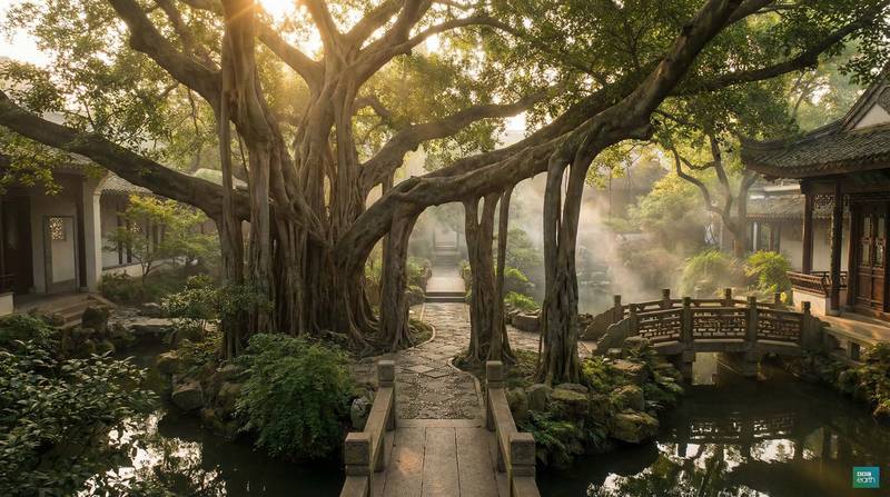 抖阴植物视频-千年古榕树保护纪录视频